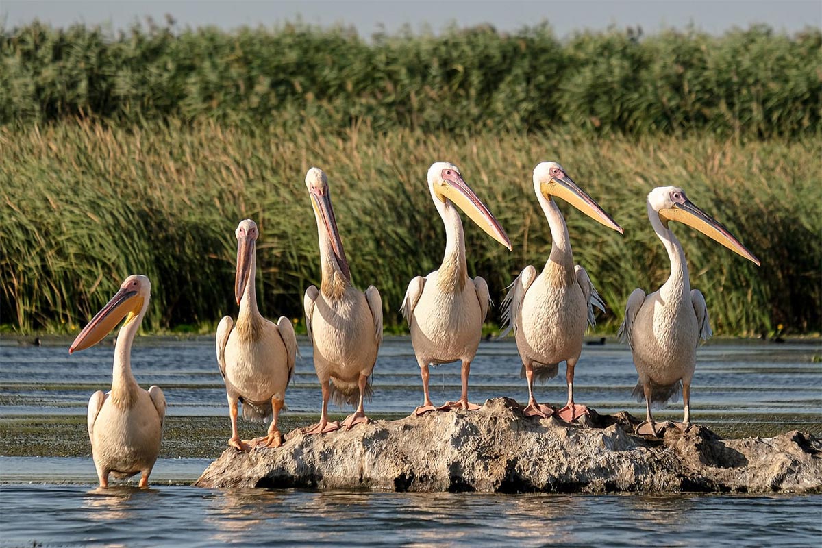 In the Danube Delta - We are waiting